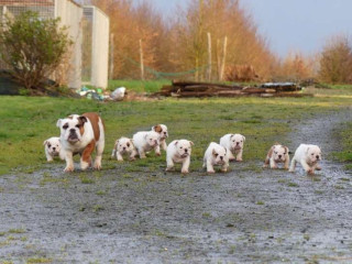 Bulldog Inglês machos e fêmeas.